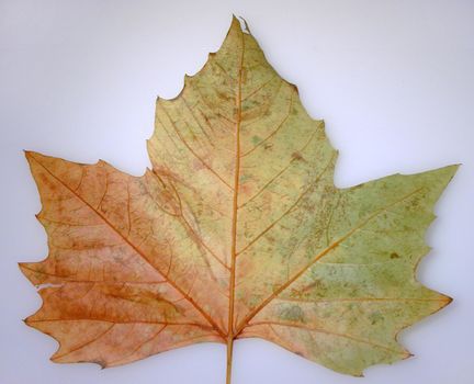 Tricolor maple leaf in shades of red, yellow and green changing color to mark the passing of summer into autumn or fall, on grey