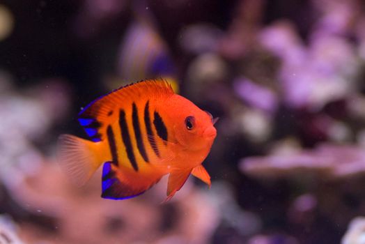 a bright orange flame angel fish