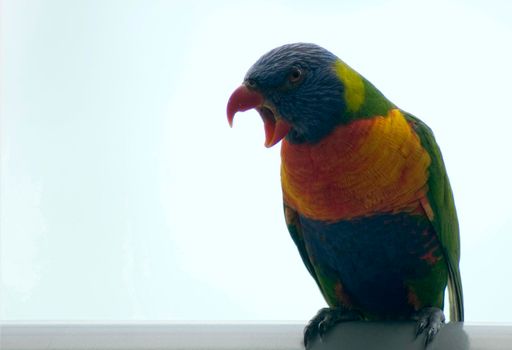 Colourful rainbow lorikeet, a small Australian parrot, sitting squawking on its perch with copyspace