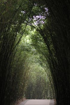 Bamboo arches as a tall plantation of bamboo arch over a forest walk under the green leaves, receding perspective