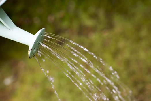 Watering plants in garden. Close-up view of trickles of water from vintage metal watering can