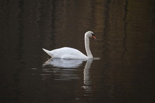 Beautiful white swan swimming on the dark waters of a lake with a reflection