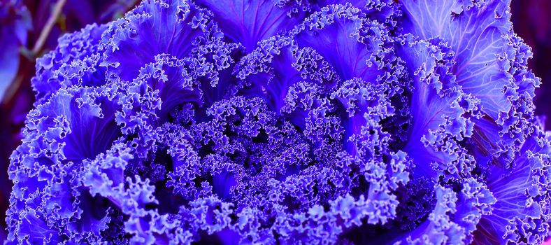 Beautiful  cabbage in blue color. Perfect background for your design