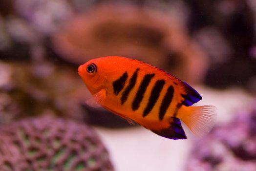 a bright orange flame angel fish