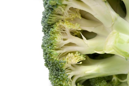 Underside of a fresh head of broccoli showing the edible stalks and green florets isolated on white with copyspace