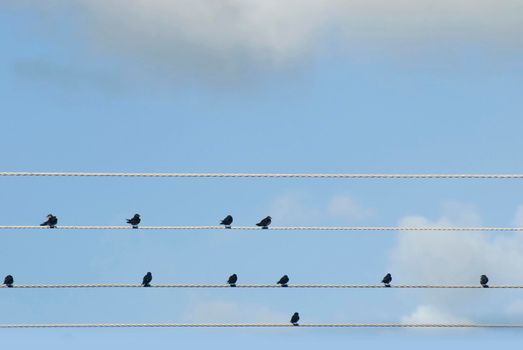 Flock of birds perched on electric cables resting and grooming, seen in silhouette against a clear blue sky with copyspace
