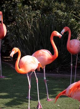 brightly coloured pink flamingos