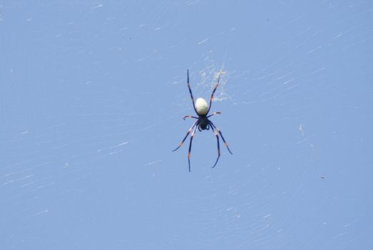 Spider suspended on the silken threads of its web waiting for prey against a clear blue sky