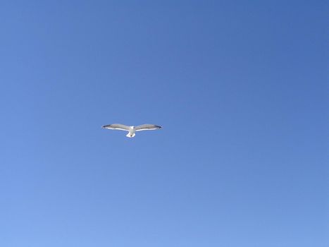 blue sky and coastal birds