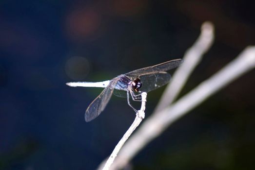 Insectivorous darter dragonfly perched on twig with its wings outspread against a dark background with copyspace