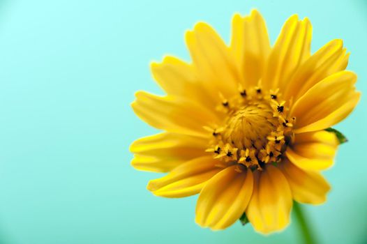 Yellow calendula spring flower close-up image over light cyan background with copy space