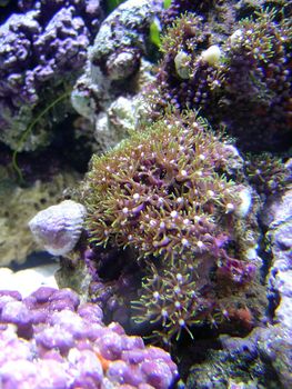 evergreen starburst soft coral polyps - briareidae
