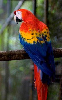 Avian Beauty, colourful plumage of a scarlet macaw seen in Belize