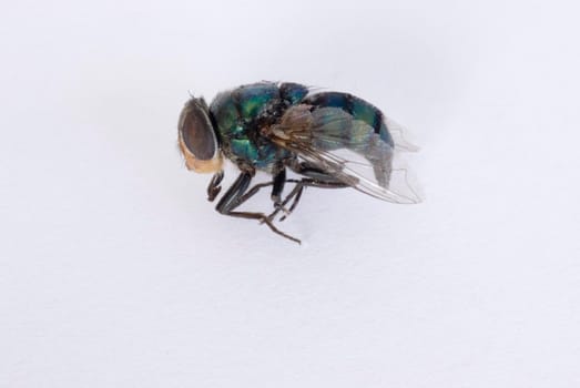 Housefly macro on white of a dead fly lying sideways on paper showing the detail of the wing and compound eye