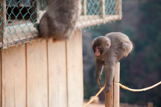 a cute little monkey climbing on a rope