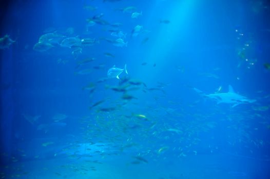 Trevally or jack fish swimming underwater in a large saltwater aquarium viewed through a public viewing window