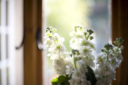 white english stocks, a classic english cottage garden flower