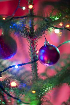 Festive purple bauble on a natural evergreen coniferous Christmas tree with twinkling colorful seasonal lights over a colorful pink background