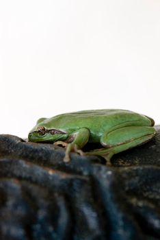a small green tree frog on a leaf