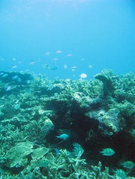 Coral reef and an assortment of reef fish