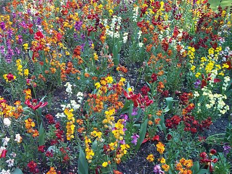 a bed of various coloured flowers in bloom