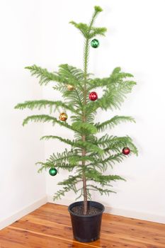 Potted natural evergreen pine Christmas tree with its dainty branches hung with colourful baubles in a simple celebration of Christmas