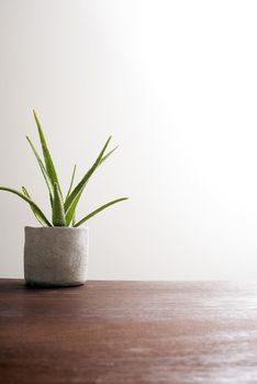 Potted aloe vera plant indoors on a wooden table with copy space viewed low angle against a white wall