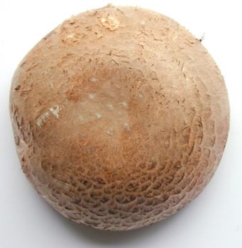 Overhead view of the cap of a fresh Portobello mushroom used as a savory aromatic cooking ingredient and popular in vegan and vegetarian cuisine