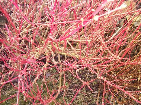 Selective focus full frame close up of spindly red tree branches