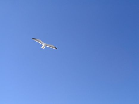 blue sky and coastal birds