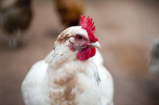 Closeup of a white hen with red comb in a farmyard with shallow dof