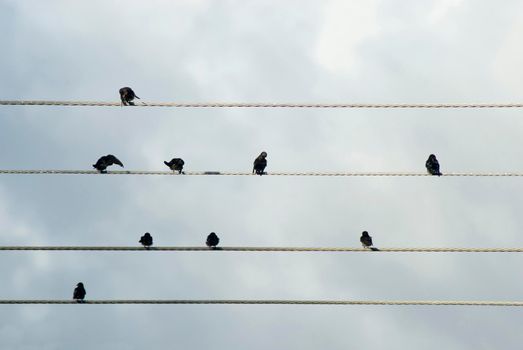 Flock of birds perched overhead on electricity cables against a cloudy sky resting ad grooming themselves