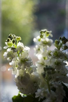 narrow depth of field image of a vase of stocks placed on a windowsill