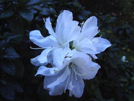 close up a white flower head