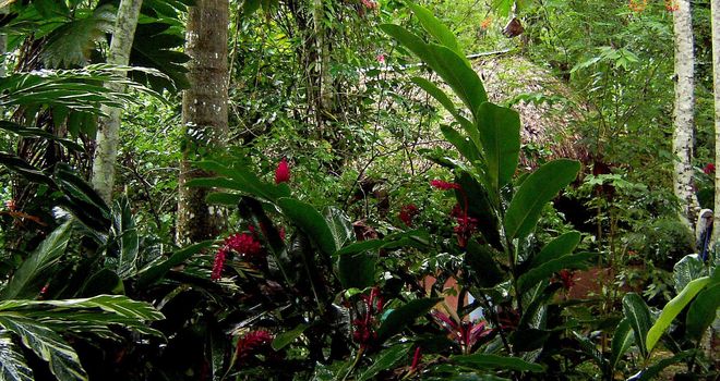 a traditonal wood cabin nestled in a tropical glade and hidden by lush rainforest plants