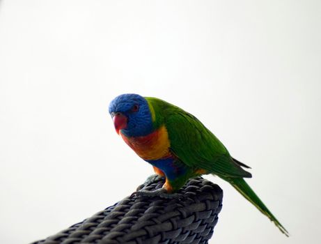 Colourful Australian rainbow lorikeet perched on the back of a wicker chair against a white background