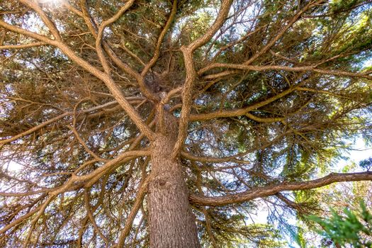 Many twisting branches of a tree, Horizontal view