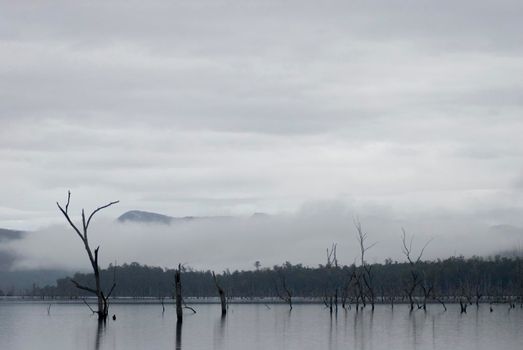 dead trees standing in the lake rowallan reservoir