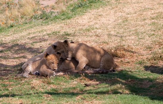 a pride of playful lions resting in the shage