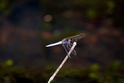 Dragonfly with the characteristic outspread wings when at rest, perched on a twig in sunshine