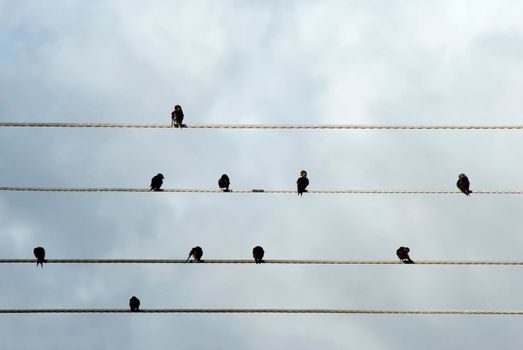 Flock of birds perched preening on electrical wires silhouetted against a cloudy sky