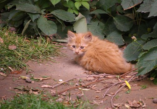 a sad looking little kitten