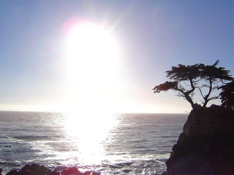 lone cyprus tree on the monterey coast, california