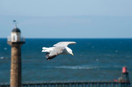 Seagull flying past a lighthouse on the Whitby pier with its wings outspread and an ocean backdrop