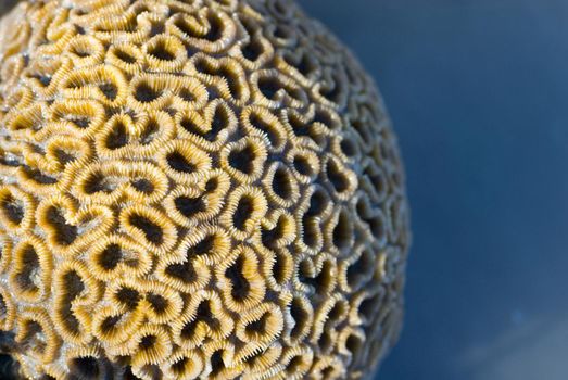 a brain coral, Favia sp, from the coral faimily Faviidae