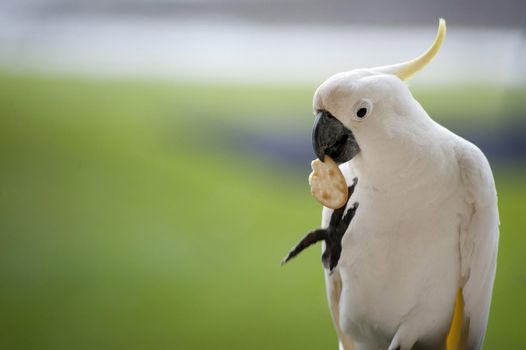 a sulphur crested cockatoo eating a cracker