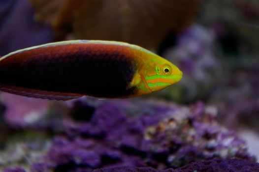 colourful saltwater tropical fish
