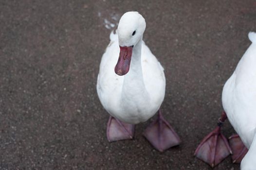 White domestic goose standing on the ground looking up eyeing the camera