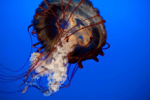 Closeup view of the poisonous tentacles and arms of a jellyfish as it swims underwater in a marine aquarium