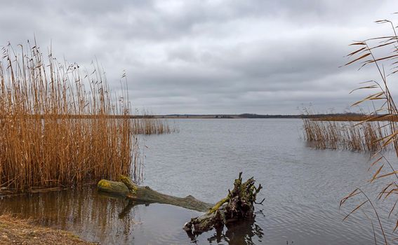 Idyllic view at lake shore with an old tree in the water